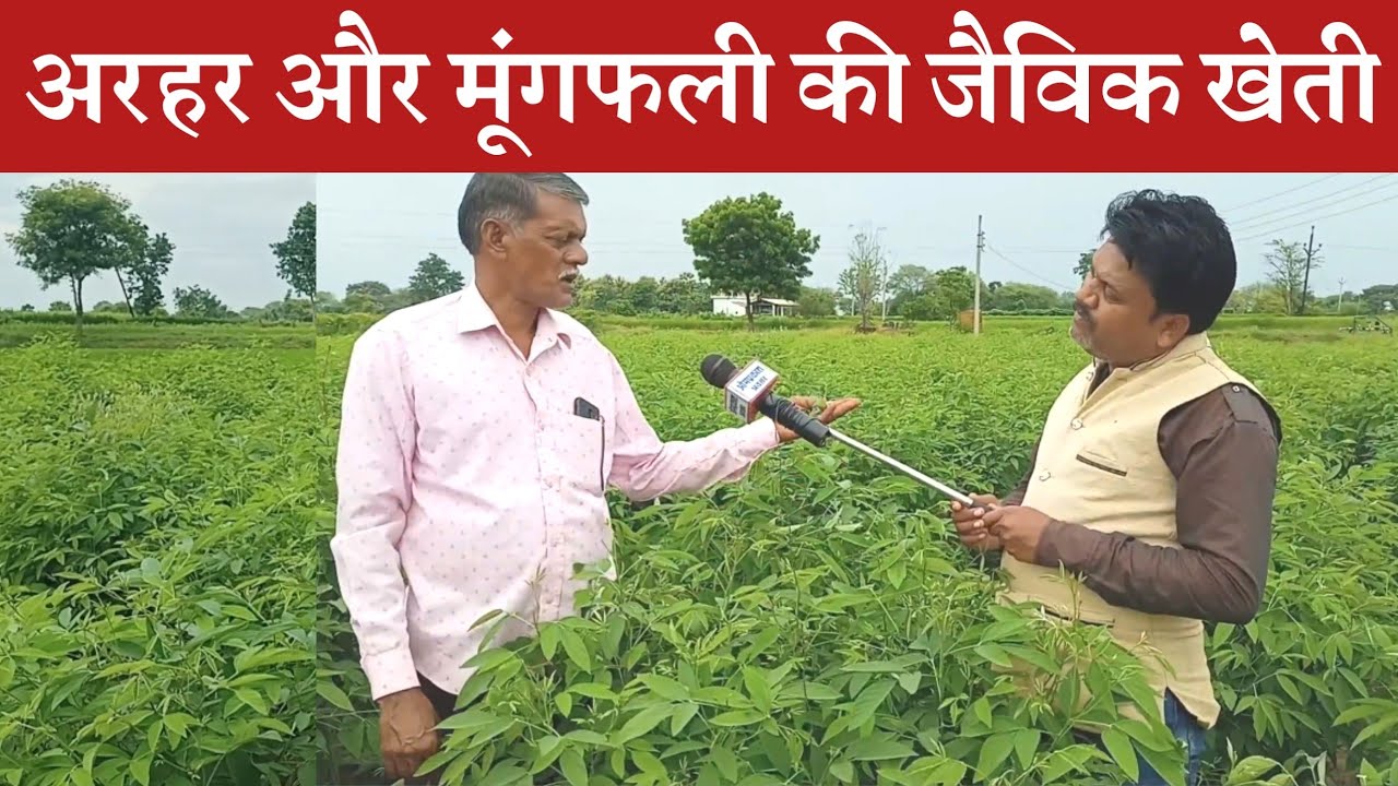 Arhar और Mungfali की जैविक खेती। Orgenic Farming Of Pigeon Pea & Peanut । Arhar Or Mungfali ki kheti