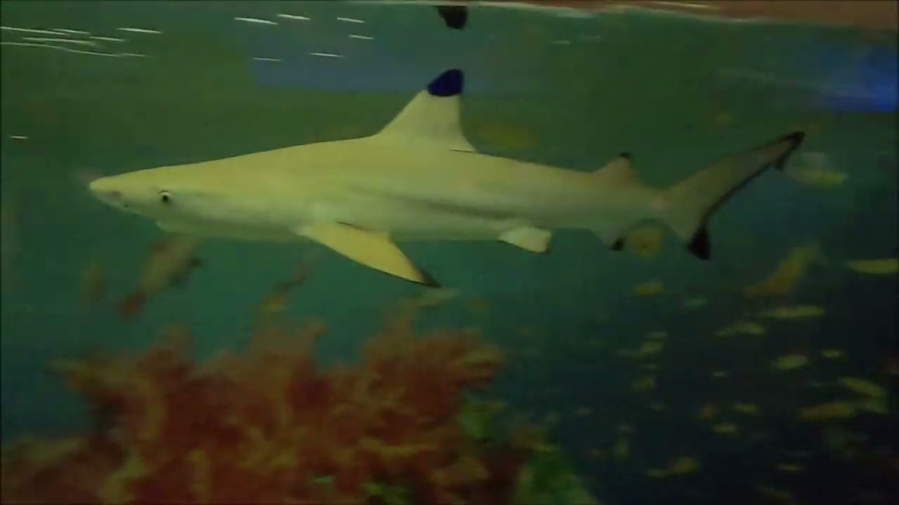 Oceanarium Łeba 2022r.