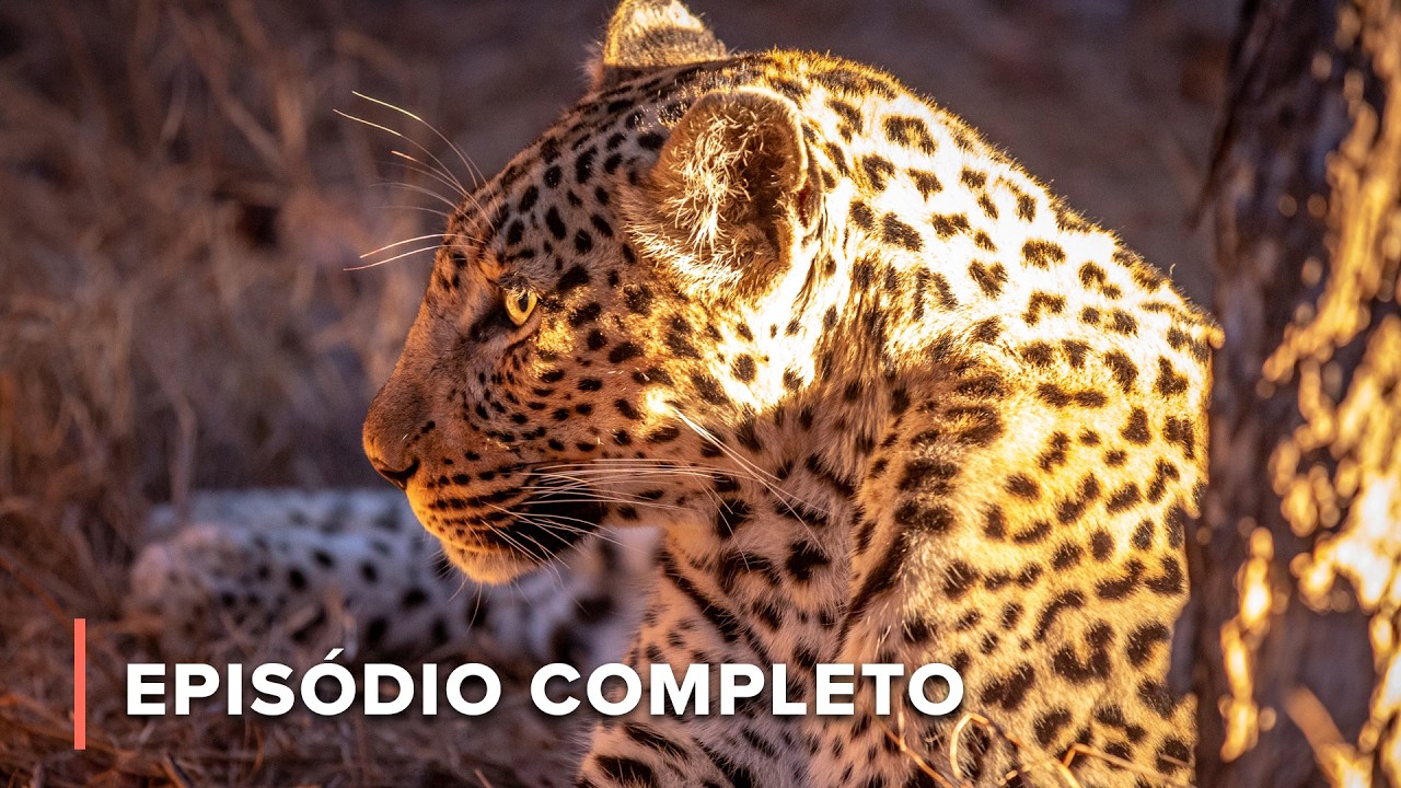 Batalha pelo Vale: A Rivalidade das Leopardas | Ca&ccedil;adores da &Aacute;frica 102