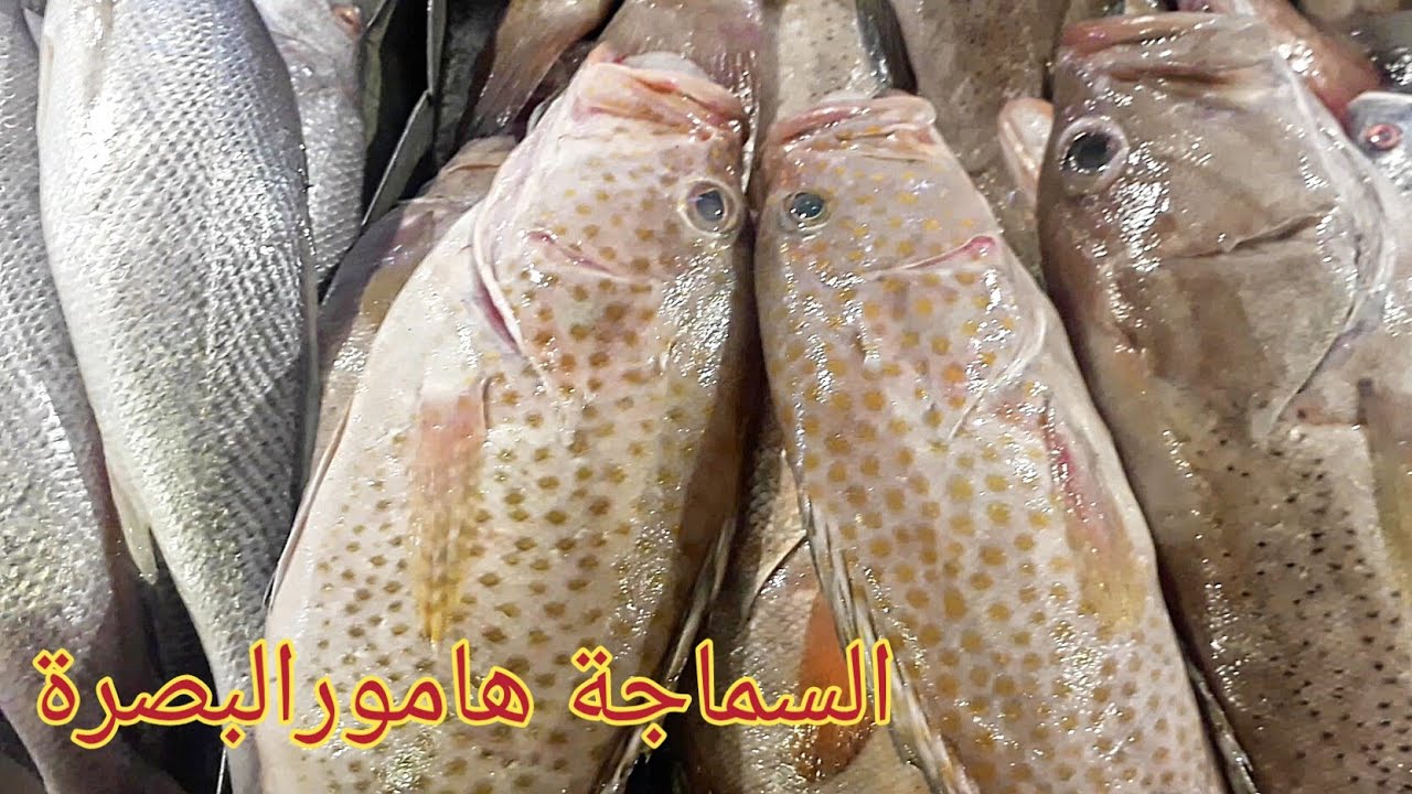 اسماك بحرية ماتشوفها بس بالبصرة#انوع الأسماك البحر في البصرة