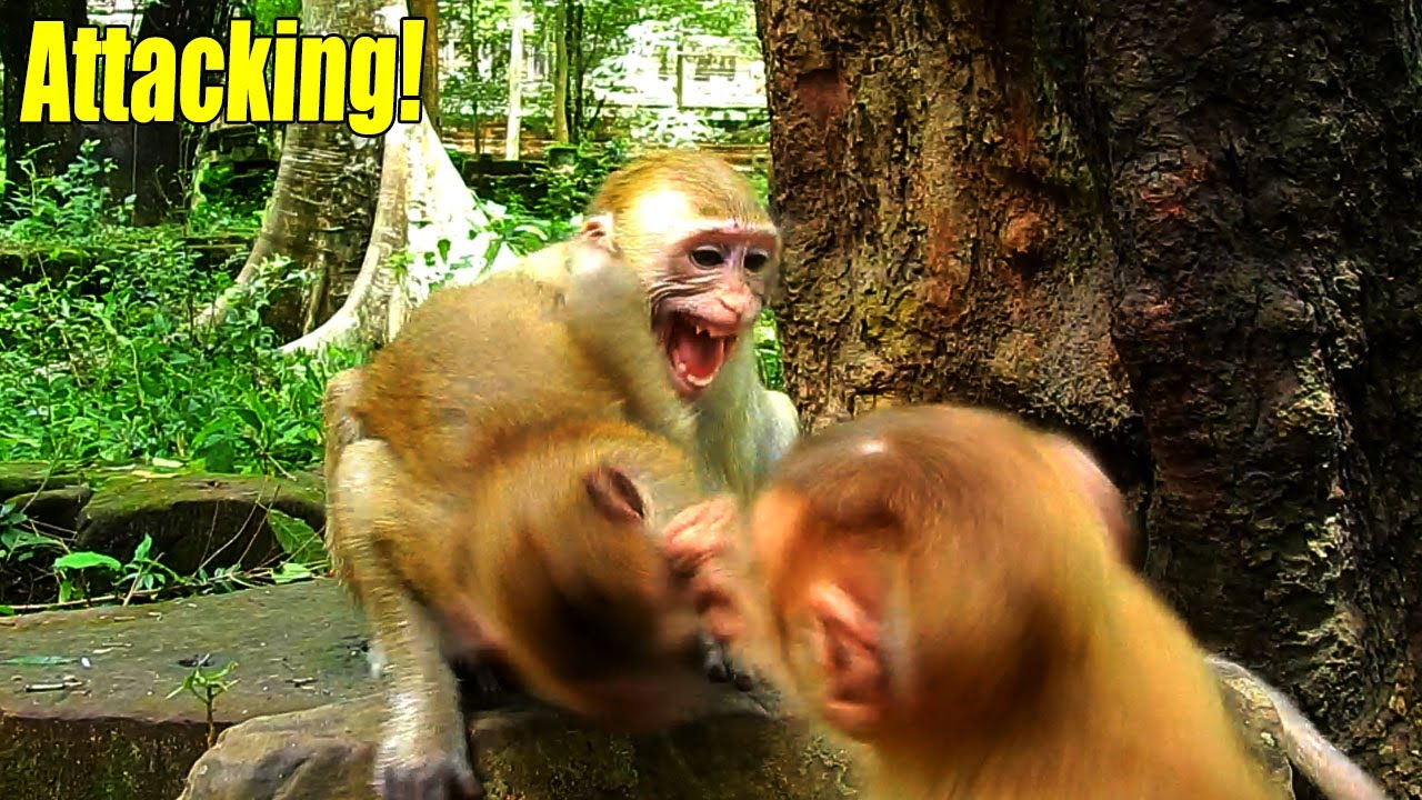 H-eartbreaking! Monkey Koca Attacked Poor New Abandoned Justin And Jenny S-o Sad On The Rock.