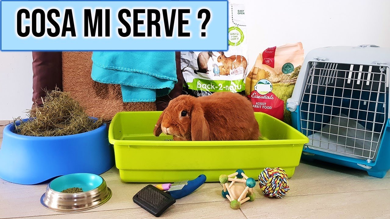 Cosa Ti Serve Prima Di Prendere Un Coniglio