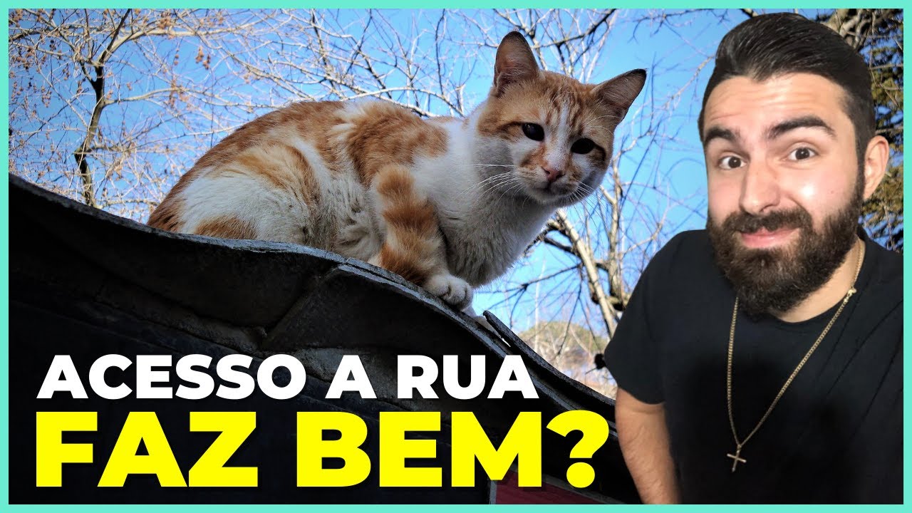 Prós e Contras De Manter Gatos Dentro De Casa Permanentemente