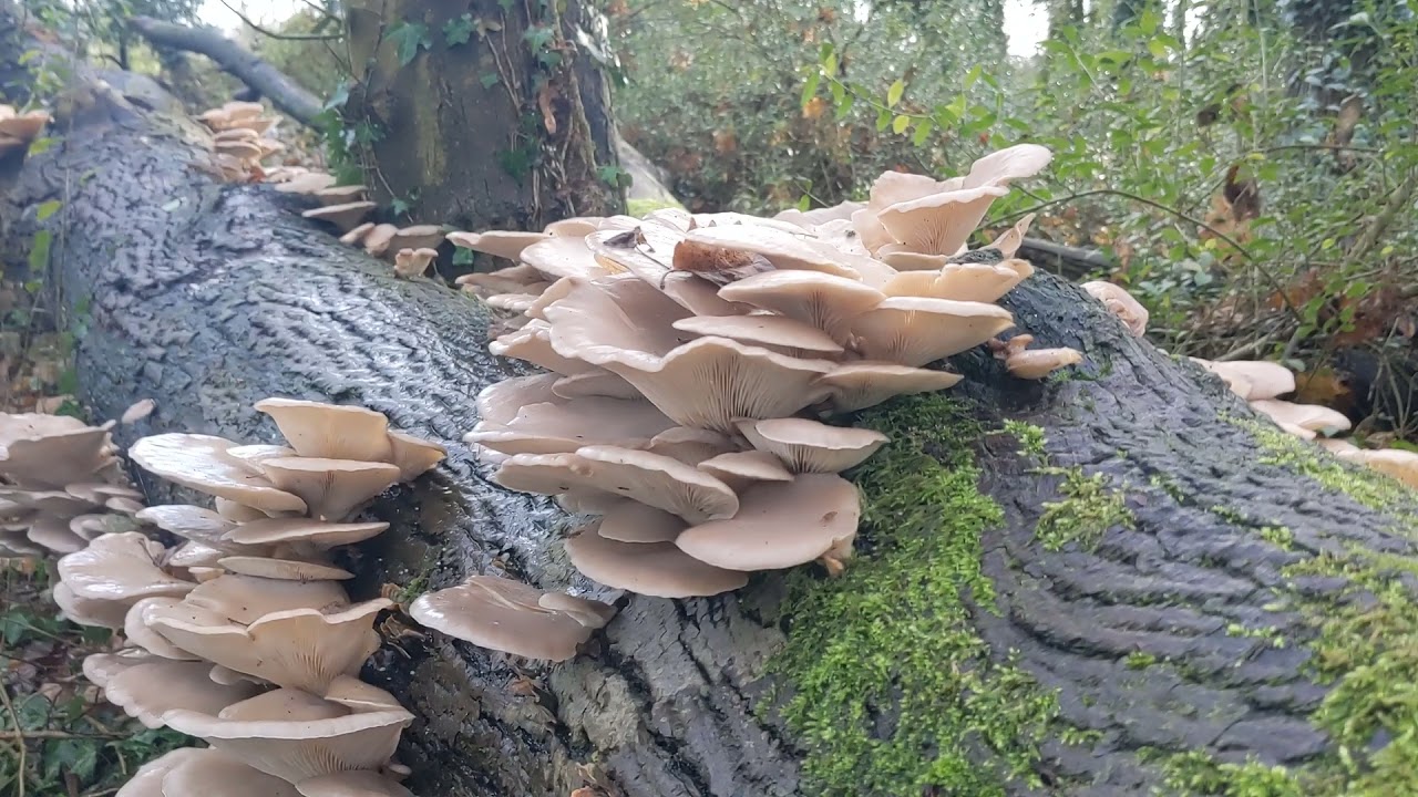 Winter Oyster Mushrooms - How to identify and pick Pleurotus ostreatus