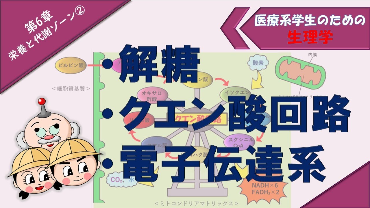 生理学　栄養と代謝ゾーン②　「解糖」「クエン酸回路」「電子伝達系」「糖新生」