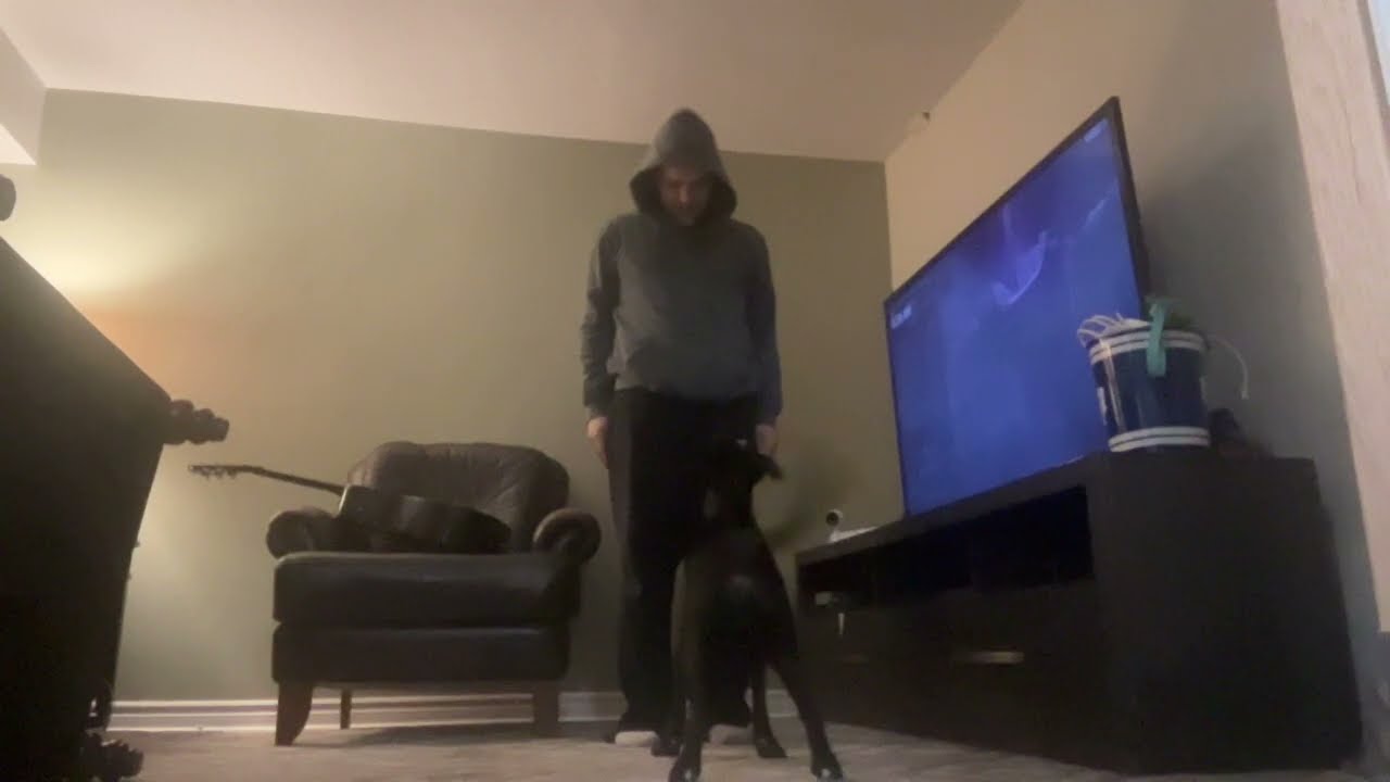 Teaching Dog Sit Down Stand Positions Using Competitive Food Game