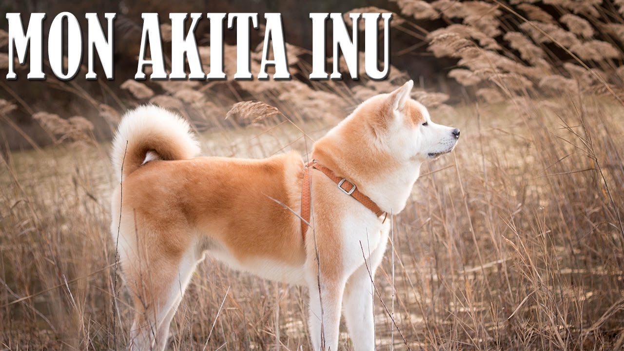 AKITA INU : PRÉSENTATION DE MON MÂLE YUKI