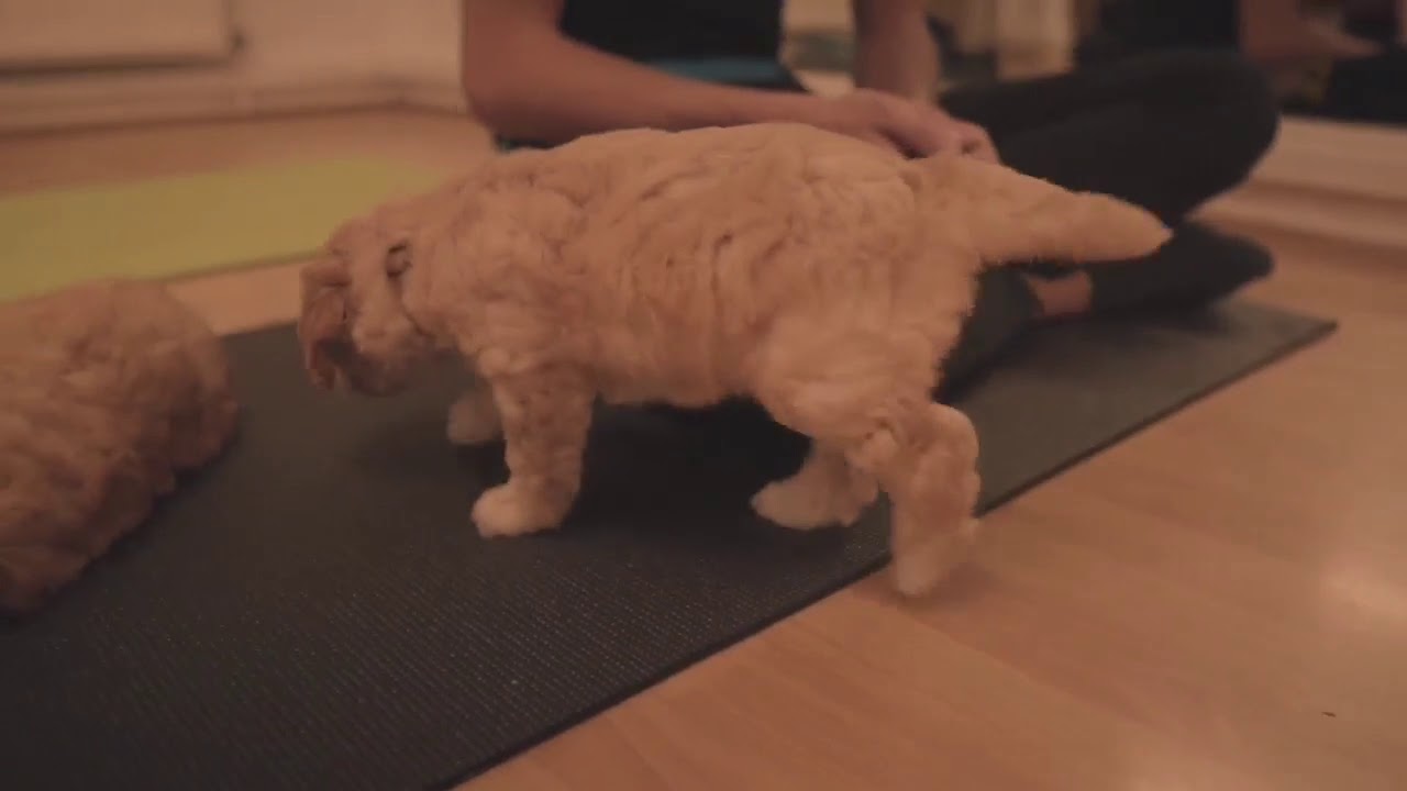 Yoga with Puppies - Pets Yoga - London - Cockapoo puppies