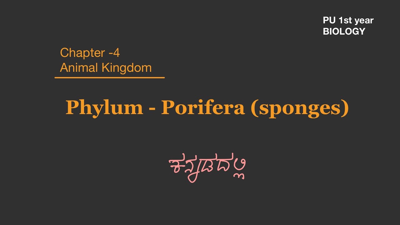 Phylum Porifera in Kannada | Class 11 / 1st PUC | Animal Kingdom | Sponges | Simple easy explanation