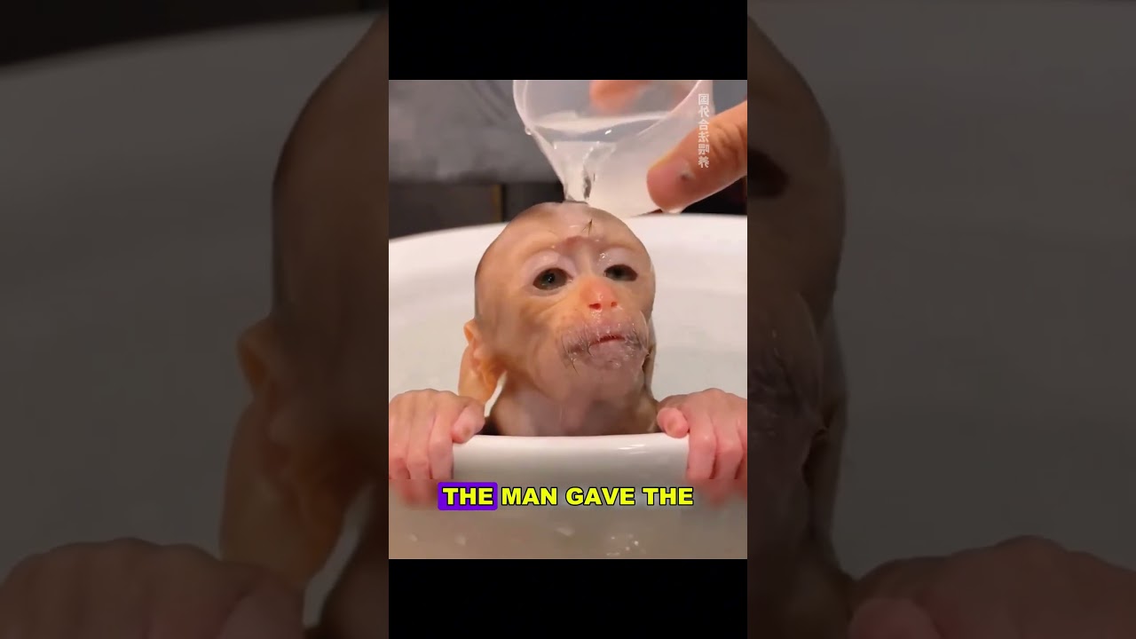 Monkey Mom Abandons Baby But Man Saves Him and Raises a Loyal Helper 🐒❤️ #animals#monkey#animalstory