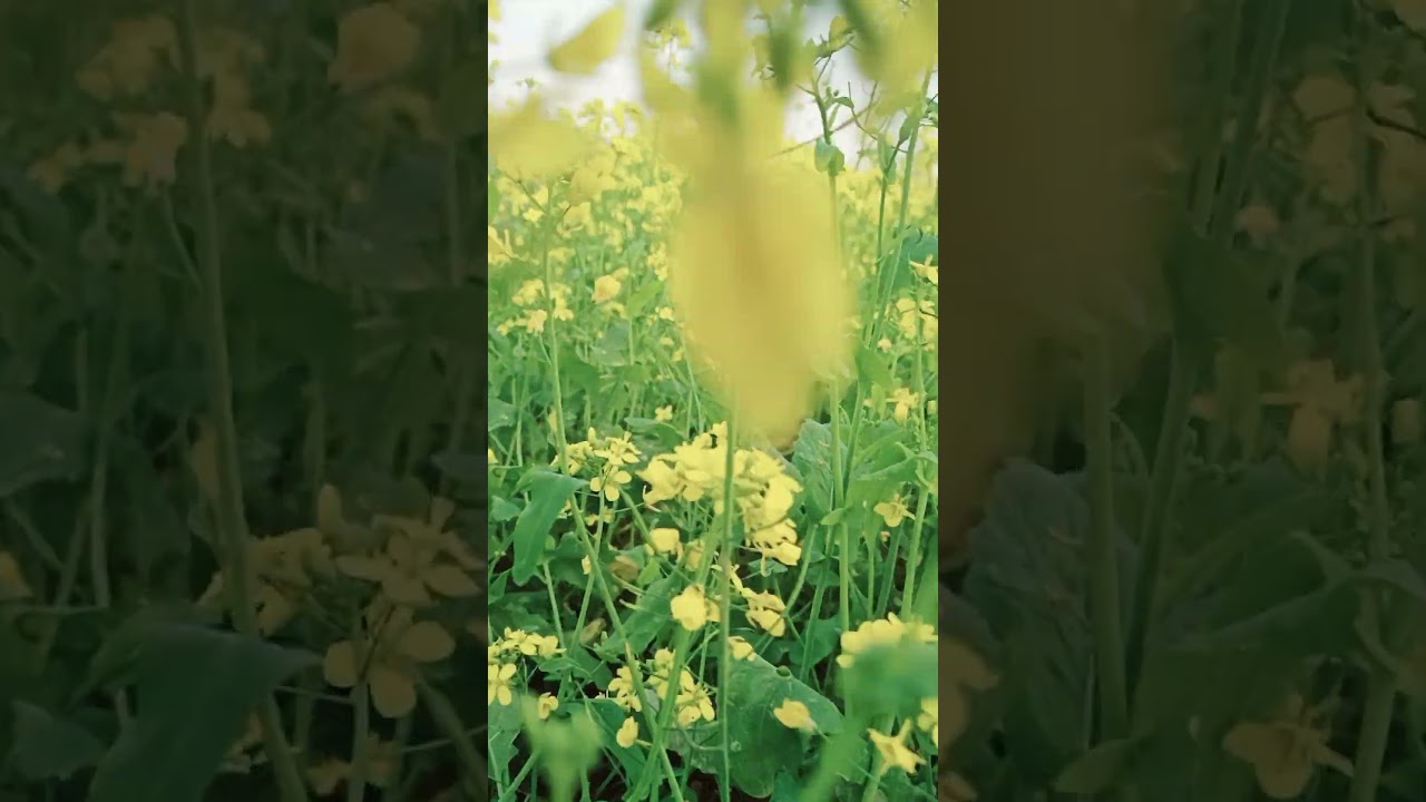 #myfirstvlog #my_first_vlog #myfirstvlogviral #myfirstblog #my_first_vlog_on_youtube #myvlogvideo
