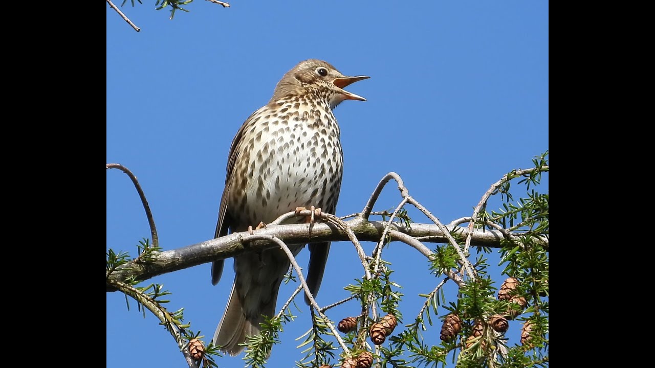 Song Thrush - Måltrost (Turdus philomelos)