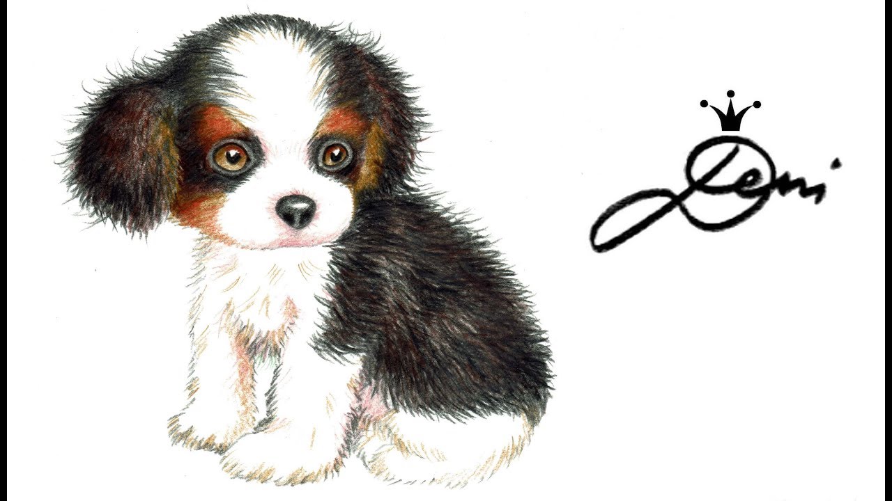 Hund Zeichnen 🐶 Cavalier King Charles Spaniel 🐕 Welpe Malen🐩 Dog Drawing 🐶How to draw a Puppy куче 狗