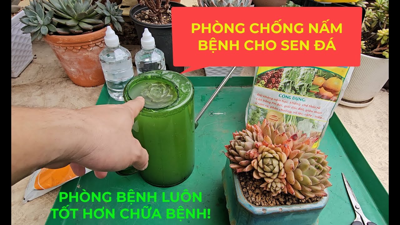 Phòng Chống Nấm Bệnh Cho Sen Đá
