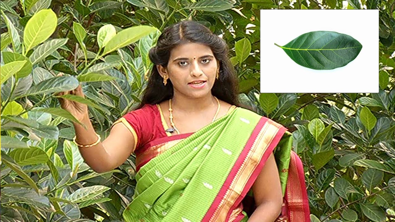 பல மருத்துவ நன்மைகள் கொண்டது பலா மர இலைகள் | Medicinal Benefits of Jackfruit Leaves | Naalum Nalamum