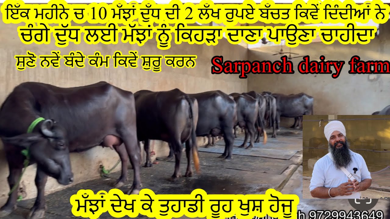ਇੱਕ ਮਹੀਨੇ ਚ 10 ਮੱਝਾਂ ਦੁੱਧ ਦੀ 2 ਲੱਖ ਰੁਪਏ ਬੱਚਤ ਕਿਵੇਂ/ਚੰਗੇ ਦੁੱਧ ਲਈ ਮੱਝਾਂ ਨੂੰ ਕਿਹੜਾ ਦਾਣਾ ਪਾਓ 9729943649