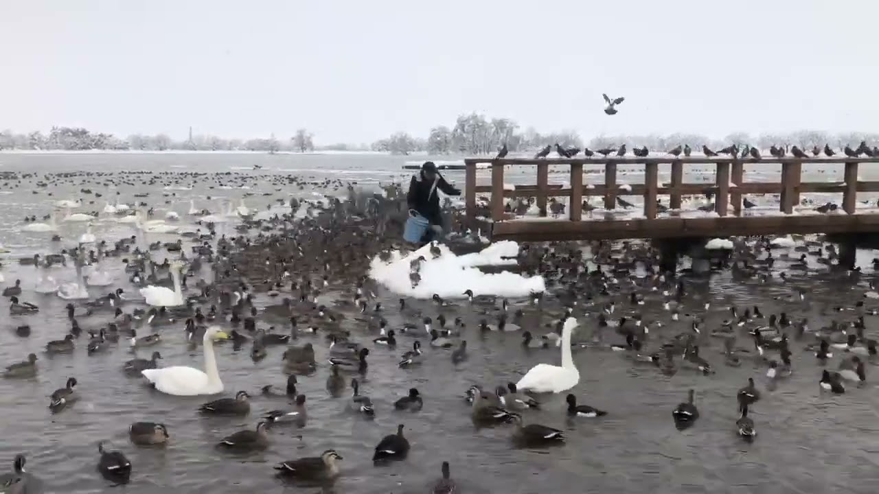 瓢湖（新潟県）　白鳥おじさんの餌やり