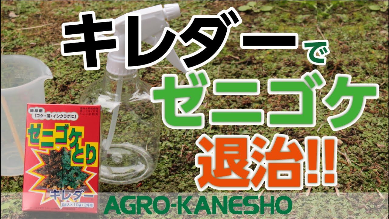 キレダーでゼニゴケ防除！～霧吹き編～