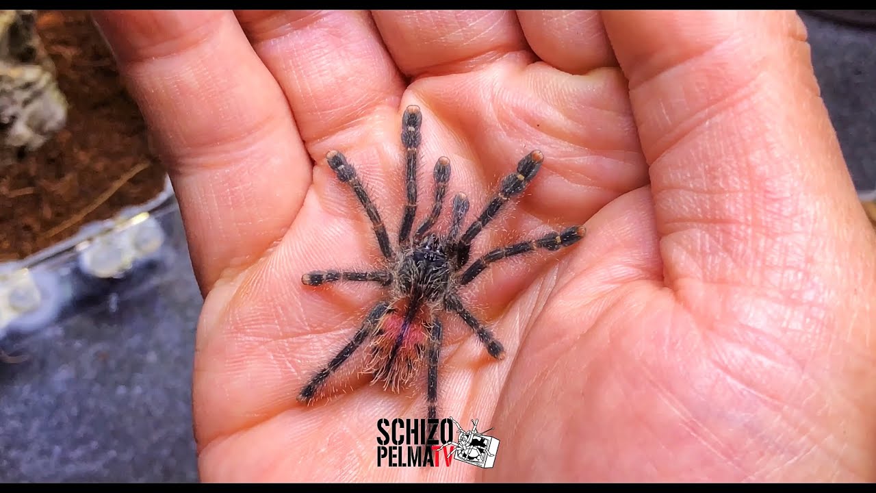 Peru purple pink toe spiderling rehousing