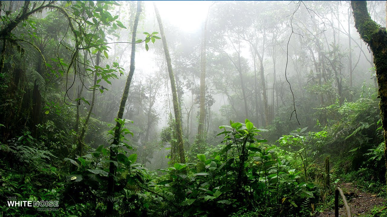 Rainforest Rain Sounds for Sleeping or Studying - White Noise Rainstorm 2 Hours