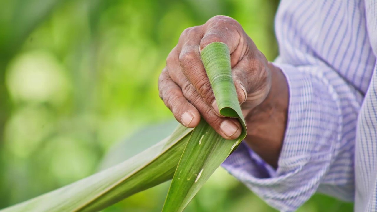 Glifosato, el pesticida más peligroso del mundo