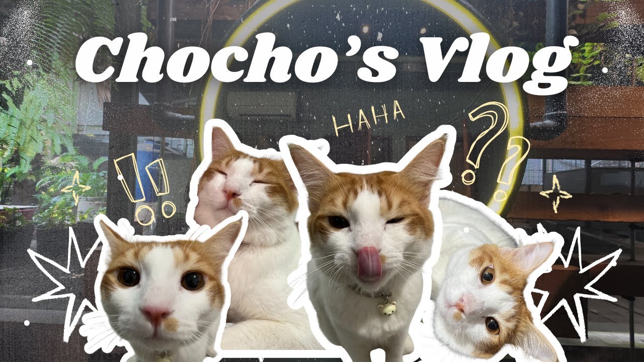 #5 Chocho’s POV | A Day in My Cat’s Life (15 Months Old Edition)