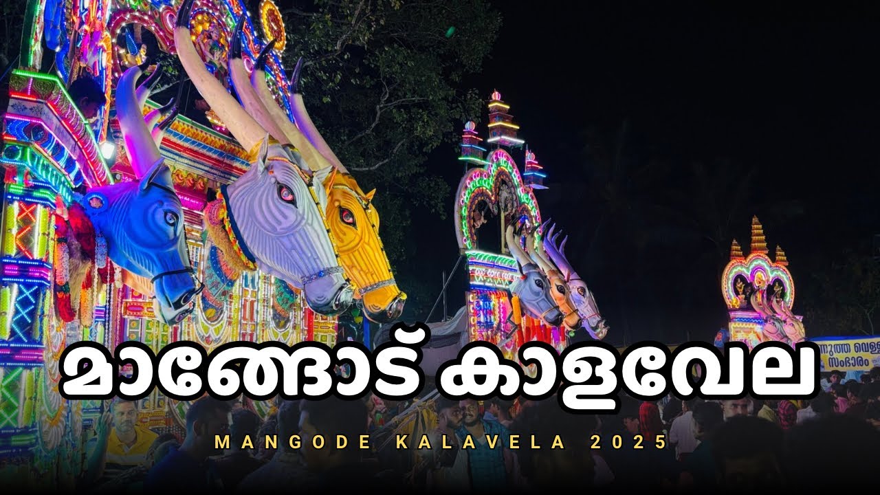 മാങ്ങോട് കാളവേല 2025 ❤️✨ | Kalavela | Kalavela 2025 | Mangode Kalavela 2025