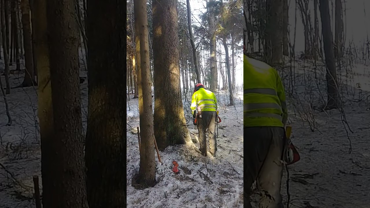 Teil 1 : Baum Fällung einer großen Fichte mit 1 m Stammdurchmesser am Stock 