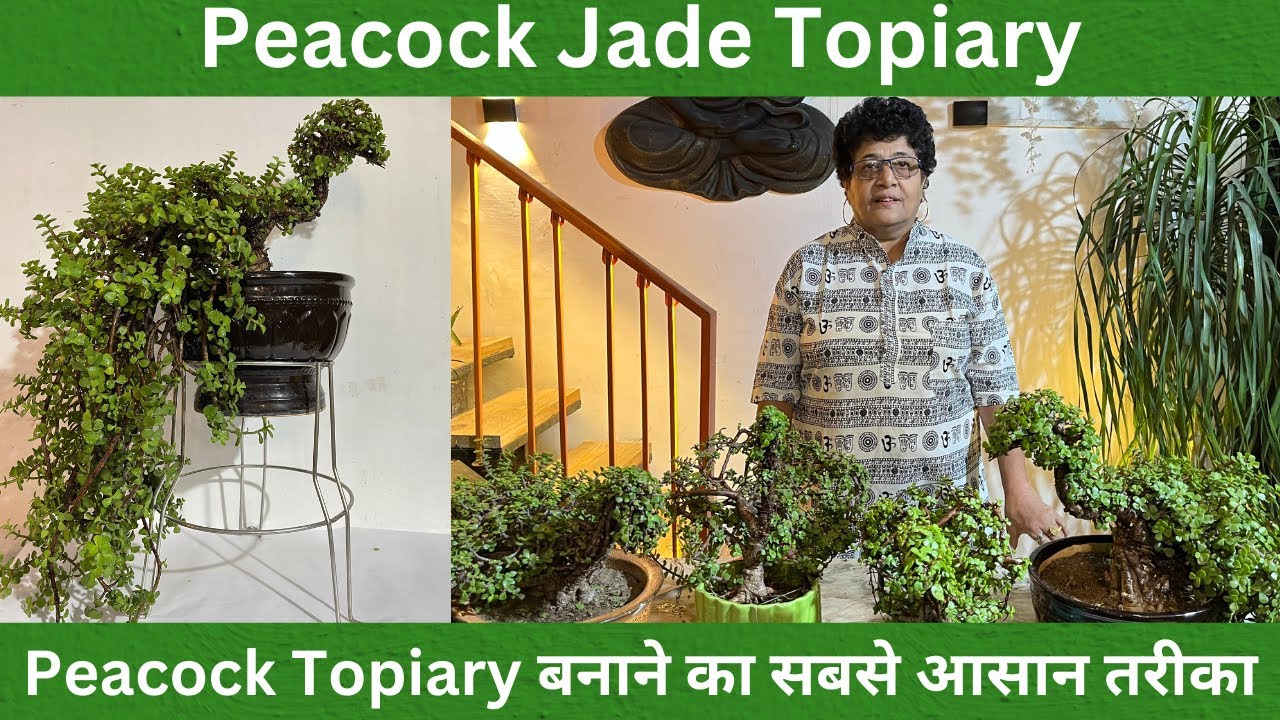 Peacock Jade Topiary | Peacock Topiary बनाने का सबसे आसान तरीका | Easy Methods | DIY