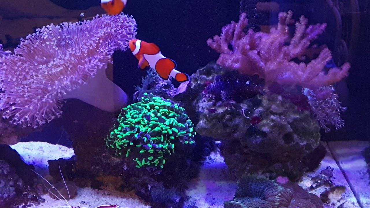New years update. Juwel rio 125 and innovative marine nuvo fusion 20
