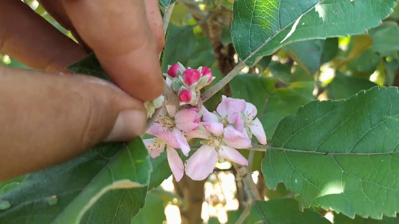 Peras e maçãs florindo em clima quente!