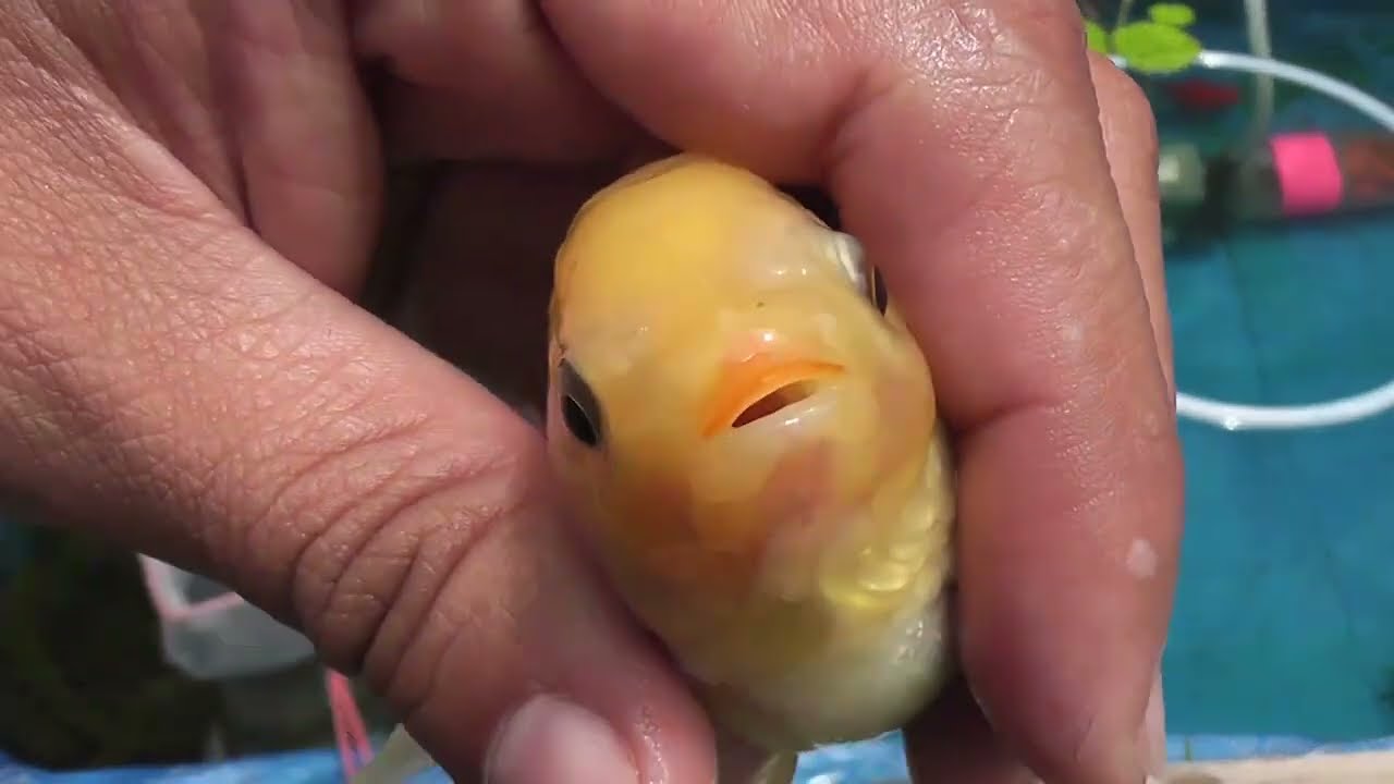 🐠 GOLDFISH es HEMBRA o MACHO? Cómo saber Fácil?