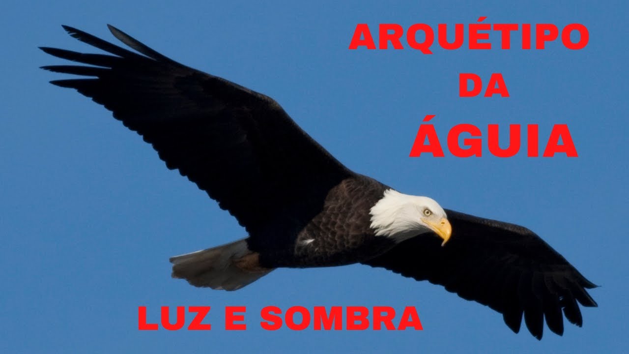 ARQUÉTIPO DA ÁGUIA  LUZ E SOMBRA PODER FORÇA PROSPERIDADE 🦅