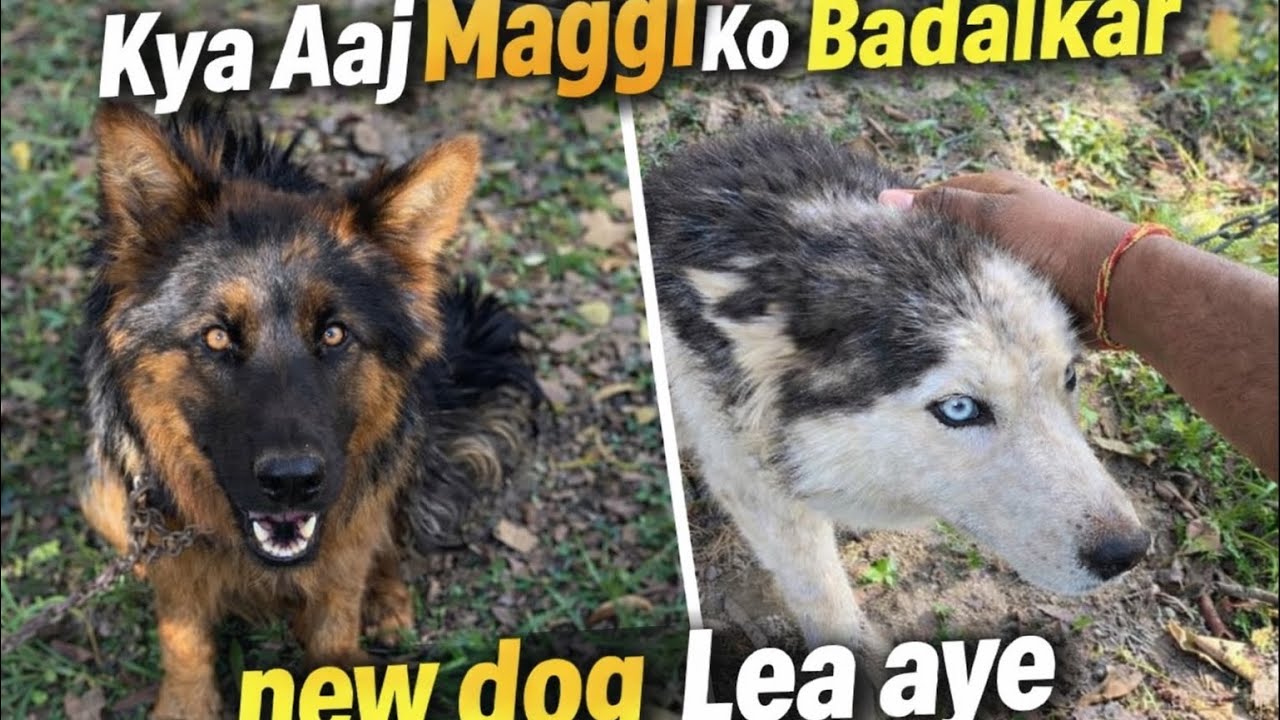 “Kya Maggi Ko Badalkar Ghar Me Naya Dog Le Aaye?”#/be newdog / Day 63/100