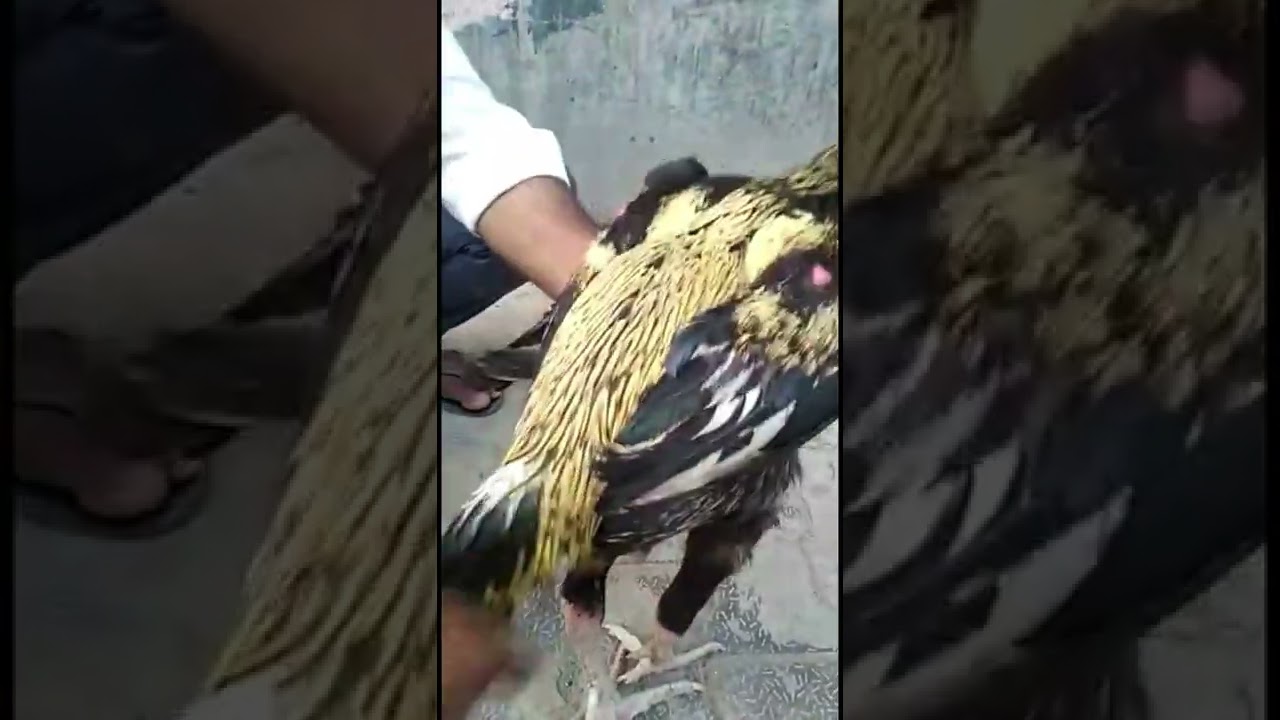 Java Aseel murga #shorts #shortfeeds #pigeonguru