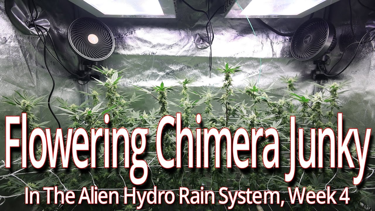 Flowering Chimera Junky In The Alien Hydro Rain System, Week 4