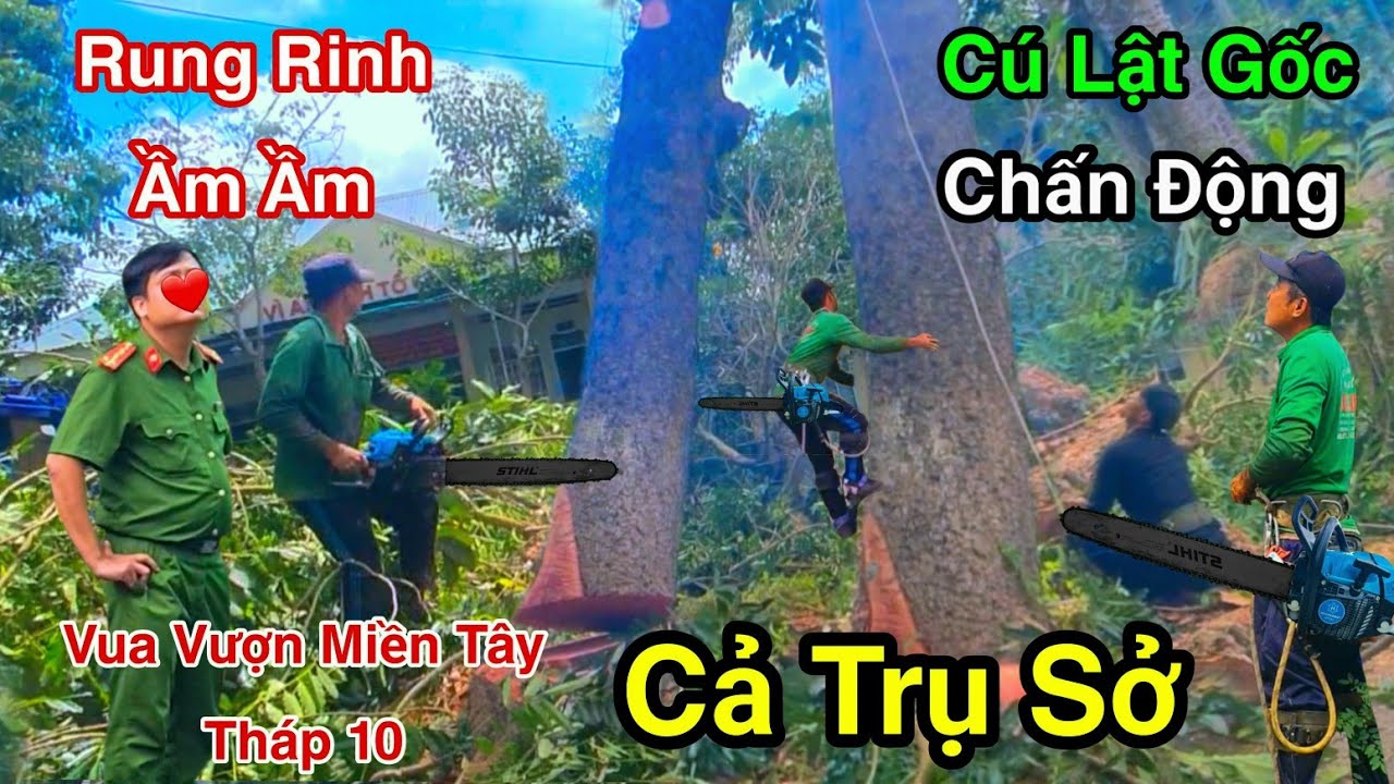 Cưa Bật Gốc Xà Cừ Chấn Động Cả Trụ Sở Rung Rinh Hết Hồn Vua Vượn Tháp 10