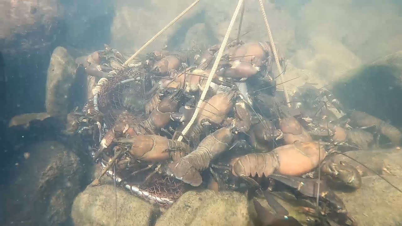 Reteles llenos 🦞Cangrejo Señal XXL🦞. Aprende pescar cangrejos de rio.