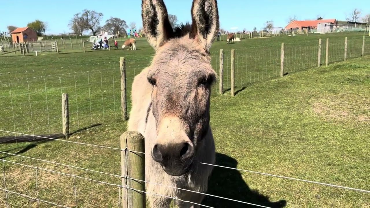 Donkeys Hall Farm Park 07/04/2025