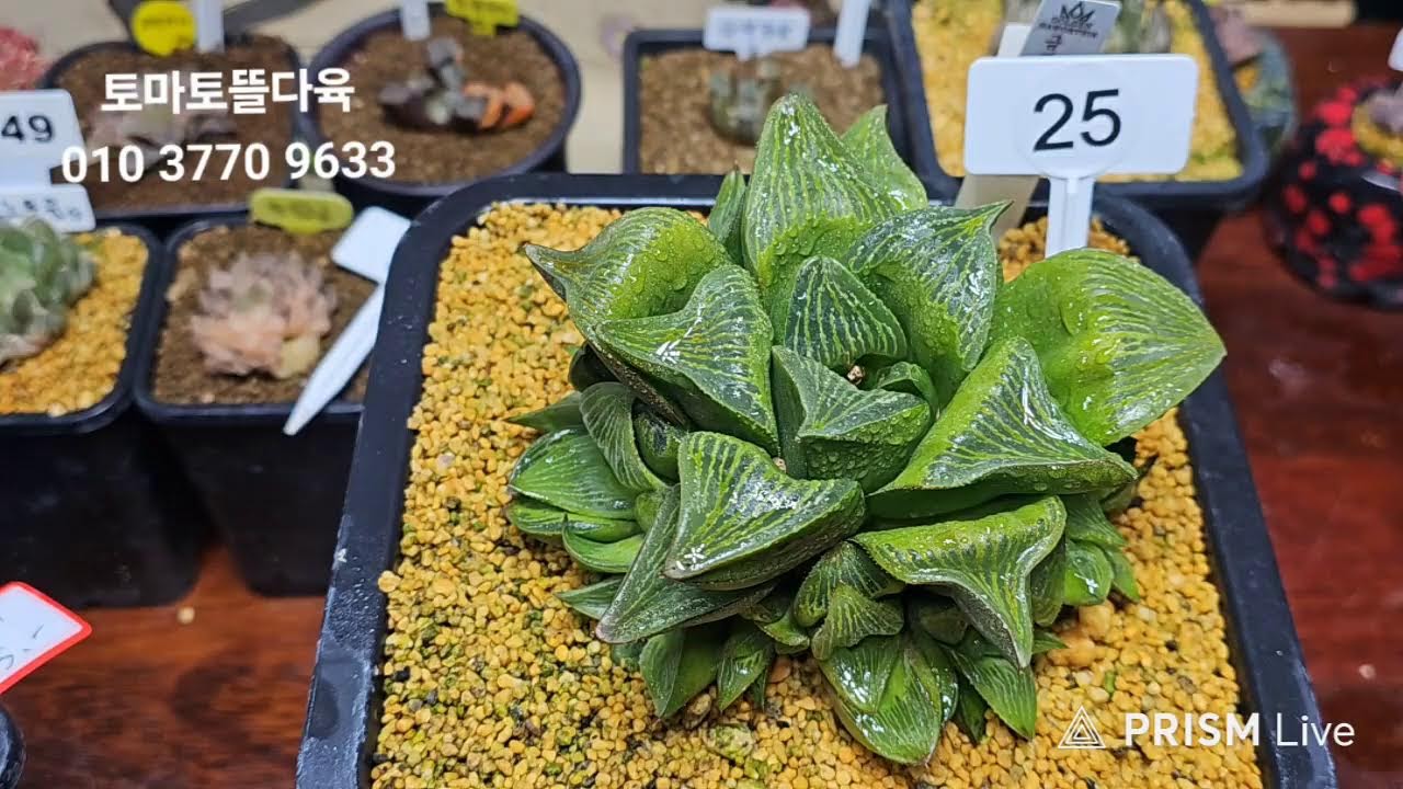 토마토뜰다육  라이브 방송