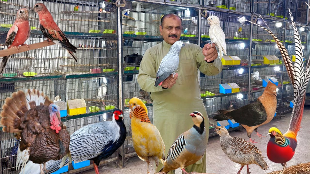 Birds Market Multan 26 October 2025  | Birds Paradise | Mustaq Ahamad | Lahore | Karachi | Pakistan