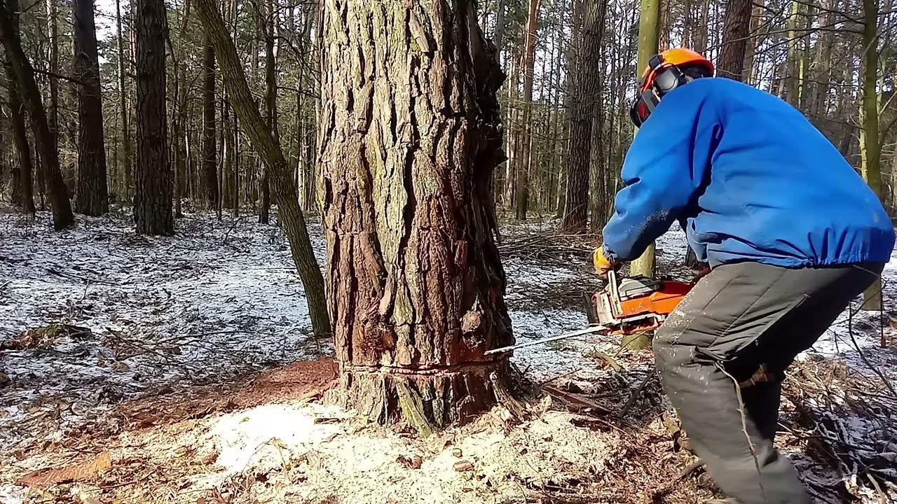 Pilarz oraz Nac CST52-45 w akcji. Big pine.