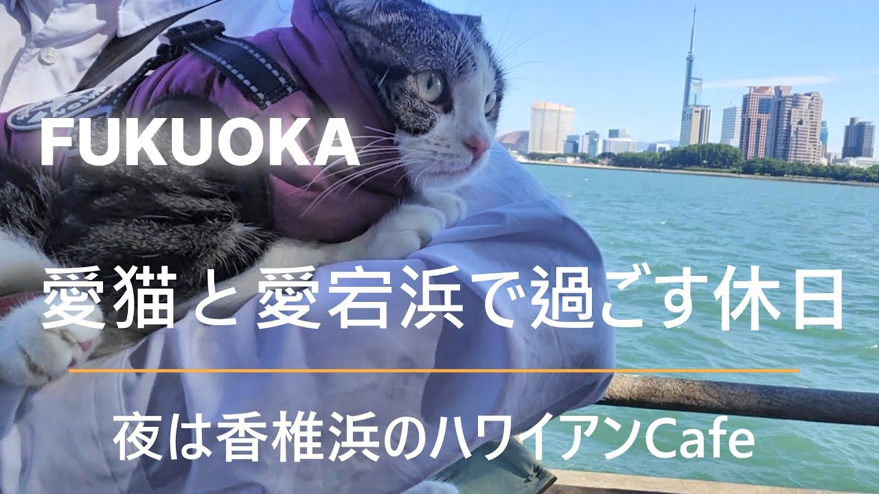 【福岡のシンボル的な景色】愛宕浜のダイナミックな海辺と香椎浜のハワイアンCafeで愛猫と過ごした休日　PatyPayドーム、ヒルトン福岡シーホーク、福岡タワー