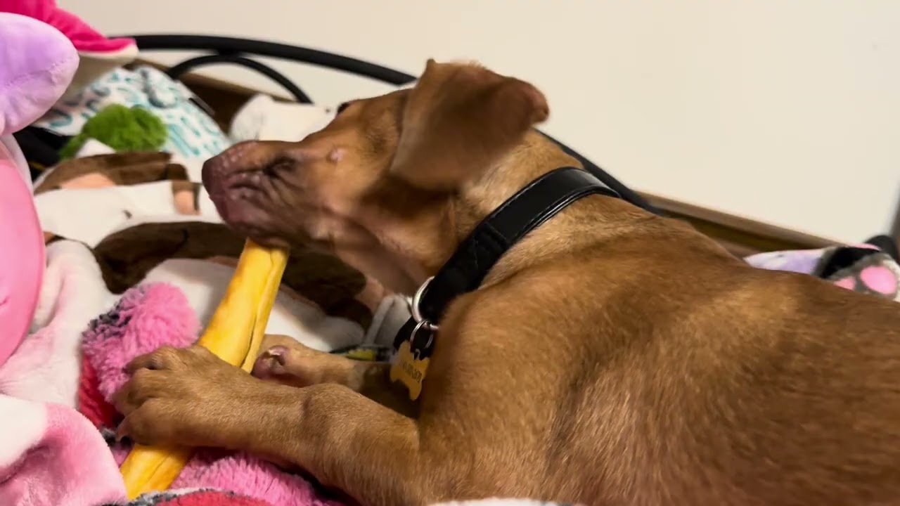 Dachshund Puppy Chewing on Bone ASMR