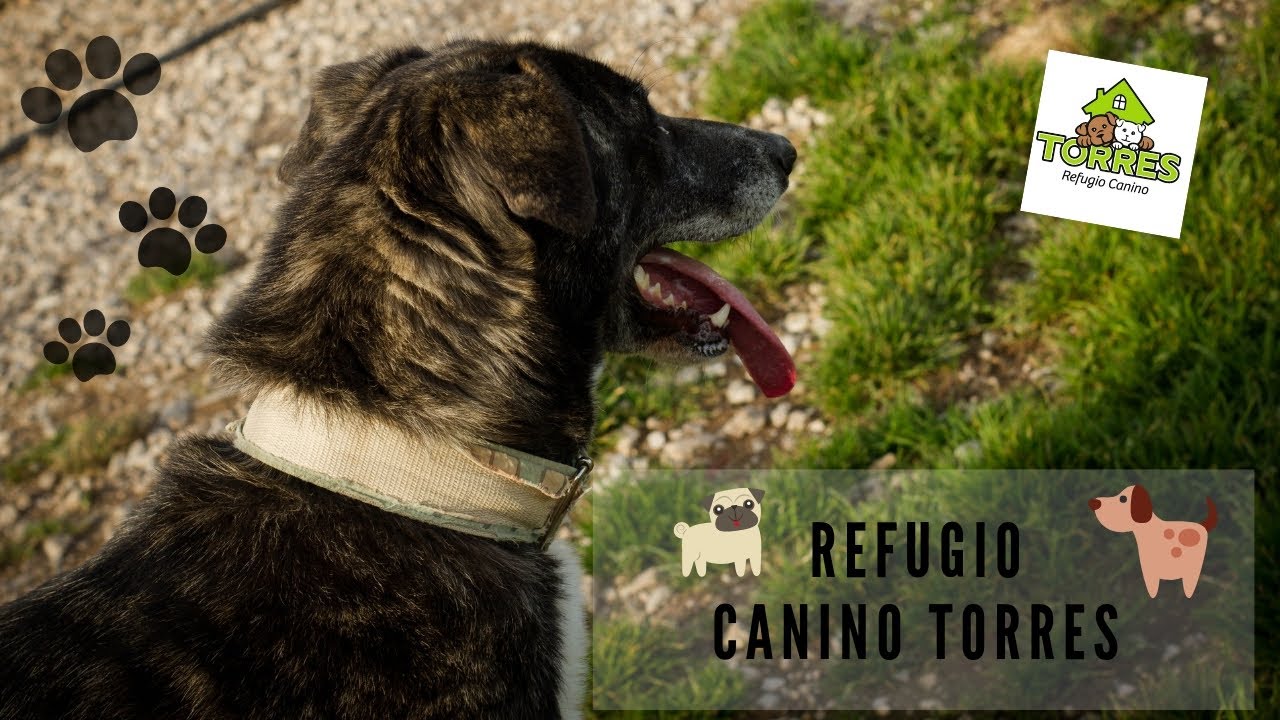 REFUGIO CANINO TORRES ( CANTABRIA) #protectora #perros