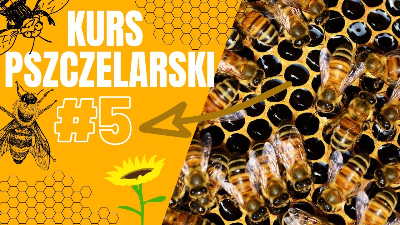 Wychów matek pszczelich - Wykład #5