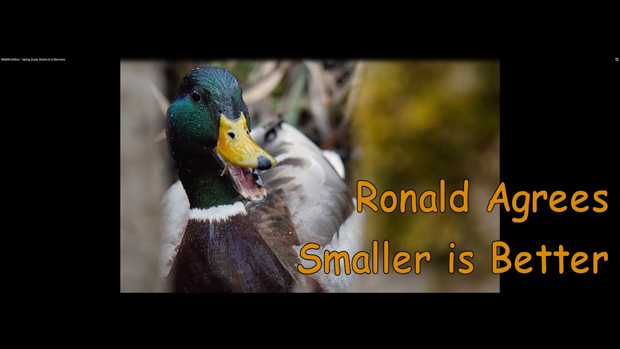 Spring Wildlife Edition - Ducks, Robins & A New Lens