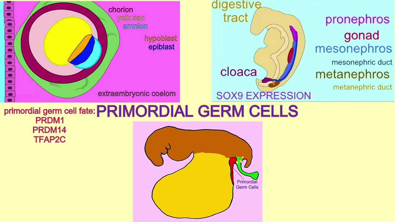 primordial germ cells
