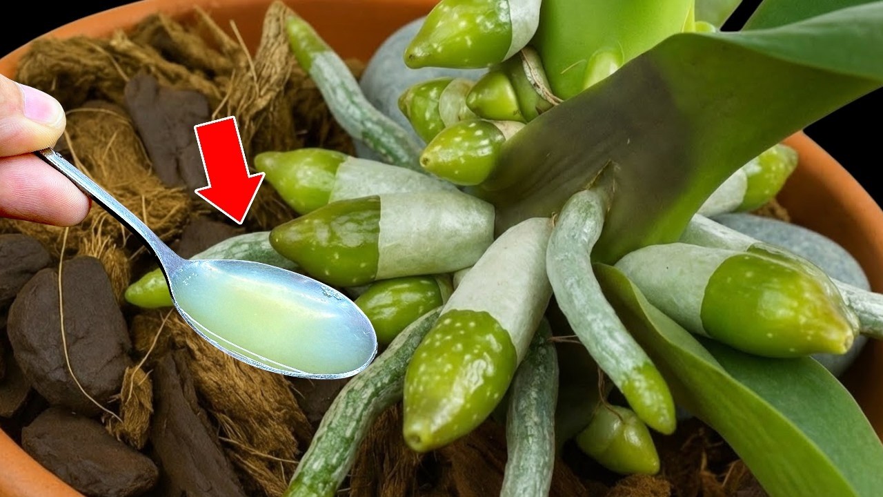 Wystarczy cytryna! A orchidea kwitnie jak szalona przez cały rok!