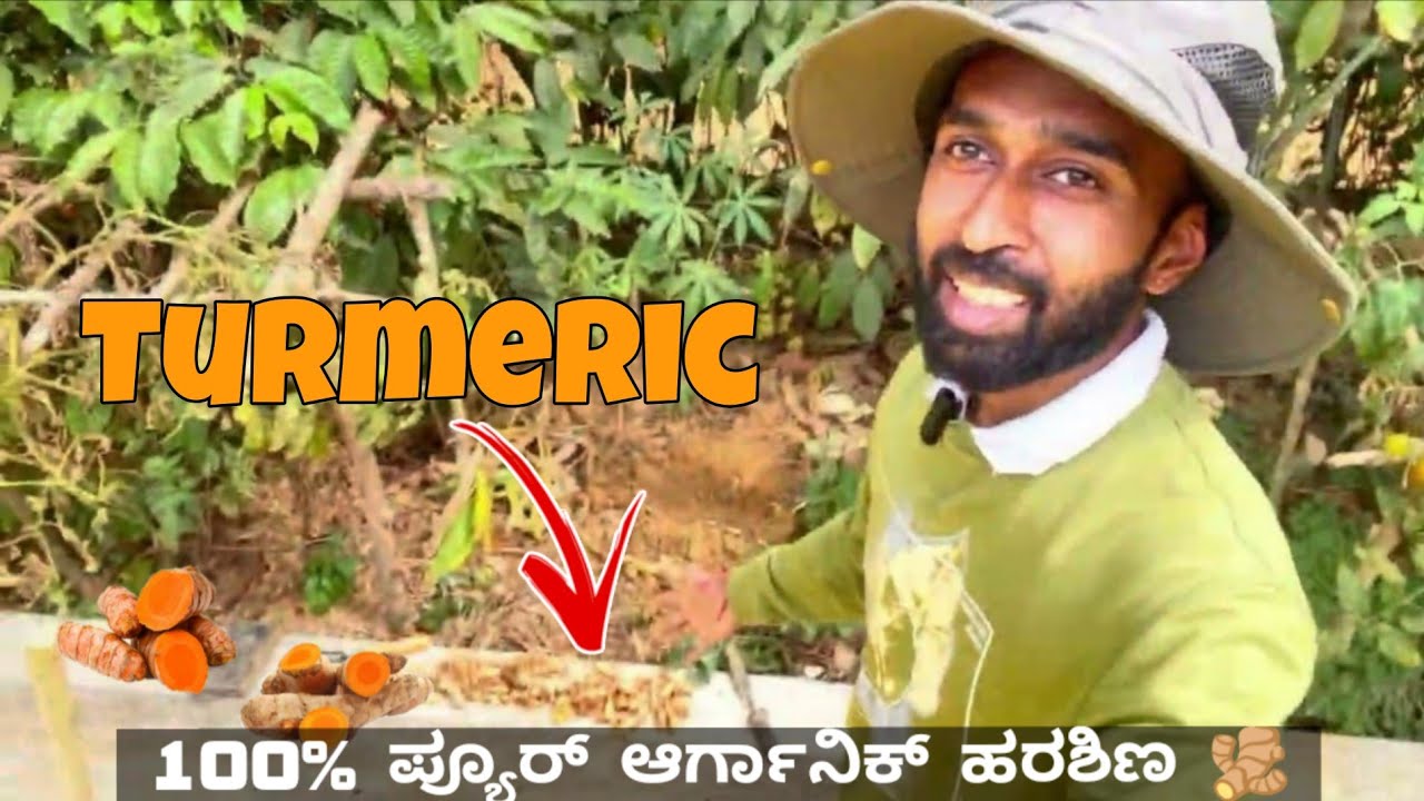 ಹರಶಿನ ಕೊಯ್ಲು ಮತ್ತು ಬೆಳೆಯುವ ವಿಧಾನ - Growing and Harvesting Turmeric in Coorg 